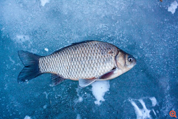 Πως θα ξεχωρίσετε αν το ψάρι που σας πωλούν είναι φρέσκο