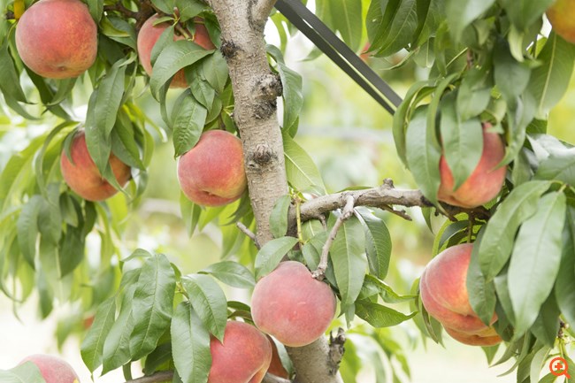 lidl βελβεντό