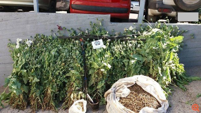 5052018paroysiasisterea001