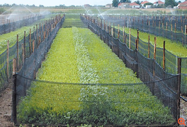 "Σπέρνουν" σαλιγκάρια, θερίζουν κέρδη