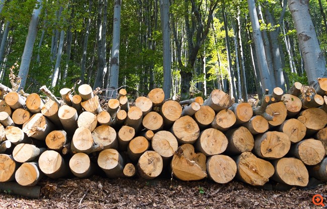 Πώς τα δέντρα οξιάς θα μας βοηθήσουν για ένα πραγματικά οικολογικό αυτοκίνητο