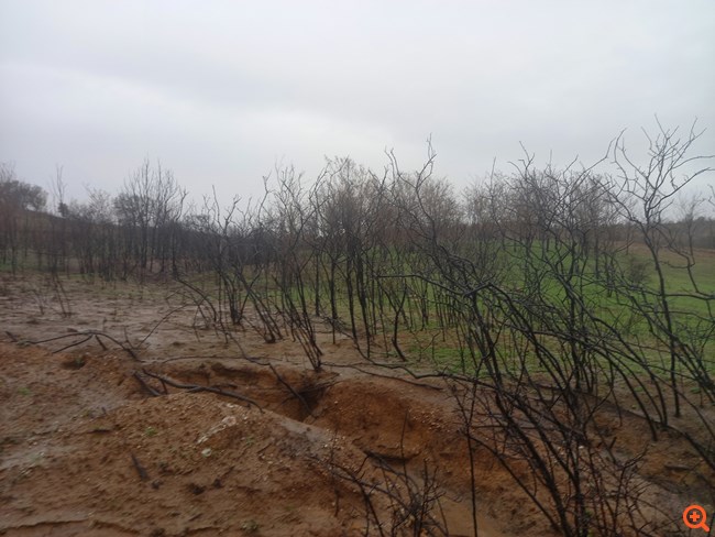 WWF Ελλάς: Ανέλαβε μελέτη αποκατάστασης για τα δασικά οικοσυστήματα του Έβρου