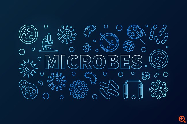 Βακτήριο στο έντερο φαίνεται πως συνδέεται με την εμφάνιση αυτοάνοσων παθήσεων