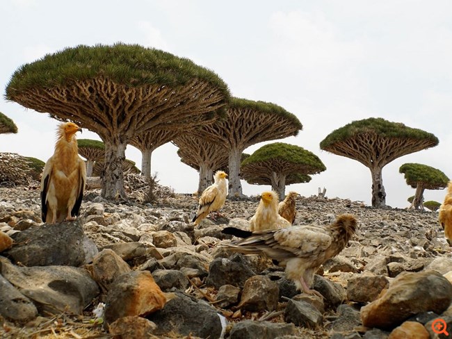 Τα μυστήρια της νήσου Σοκότρα