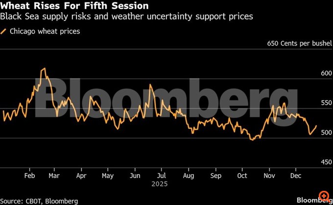 Σιτάρι: Σε πορεία για το μεγαλύτερο ράλι από τον Απρίλιο λόγω πολέμου και καιρικών συνθηκών