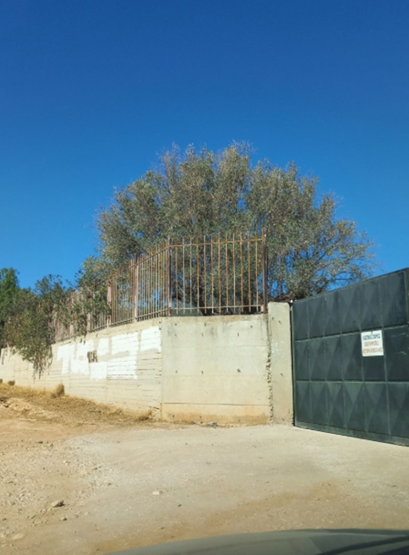 αγουδημουKalyvia2