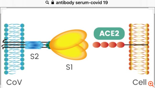 coronavirus2