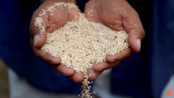 Σησάμι: Ελιξίριο υγείας και καλής διάθεσης