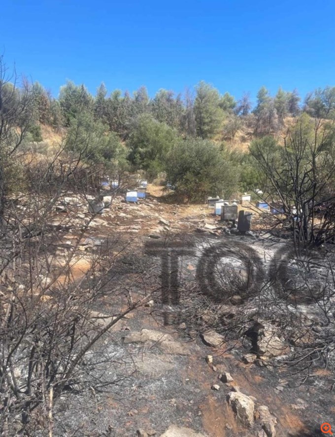Από αδήλωτα μελίσσια ξεκίνησε η φωτιά στην Πολυτεχνειούπολη - Πρόστιμο και στον πρύτανη του ΕΚΠΑ