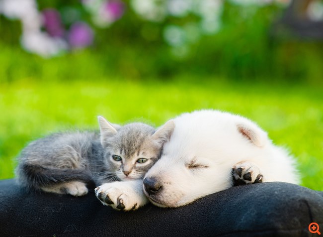 Protect Animals Greece: Παρούσα στο Μάτι