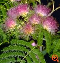 ακακία 22/10/15