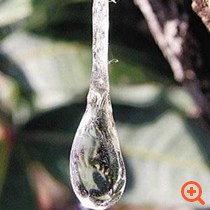 Μαστίχα Χίου κατά της οστεοπόρωσης;