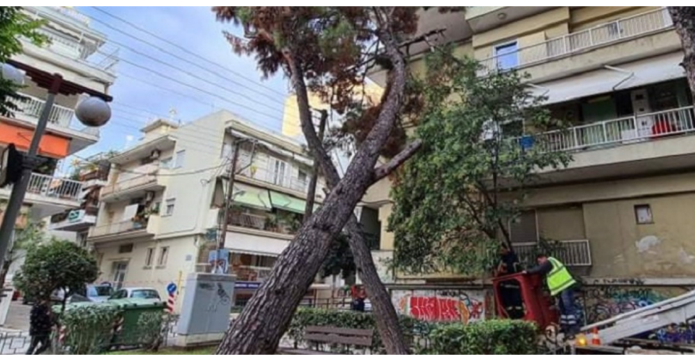 Ηράκλειο: Συνεχίζονται οι απομακρύνσεις δένδρων που έχουν κριθεί ως επικίνδυνα, για την ασφάλεια των ανθρώπων