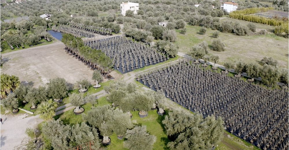 Γιγάντια επιχείρηση μεταφύτευσης 3.000 δέντρων στο Ελληνικό από την LAMDA Development