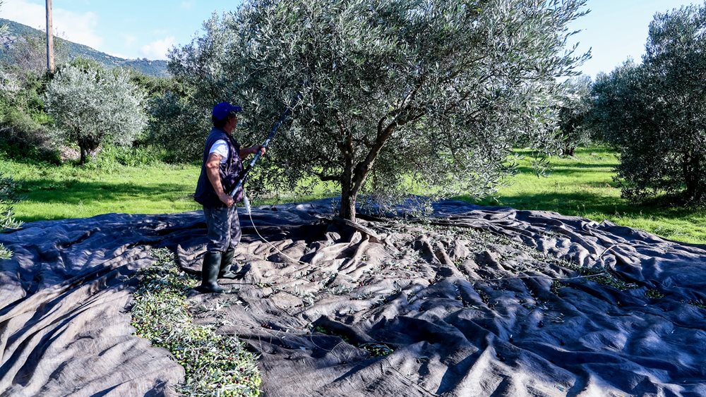 Η κρίση του ελαιόλαδου και η Ελλάδα
