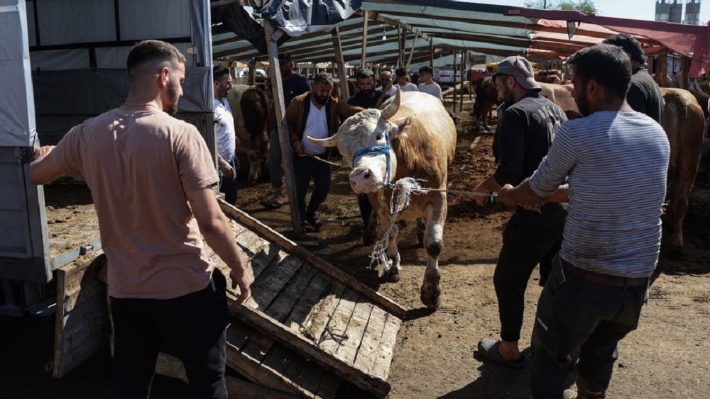 Τουρκία: Σχεδόν 16.000 ερασιτέχνες χασάπηδες του Αΐντ τραυματίσθηκαν
