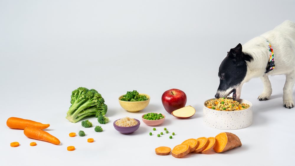 petchef: Ολοκλήρωσε νέο γύρο χρηματοδότησης ύψους άνω του 1 εκατ. ευρώ