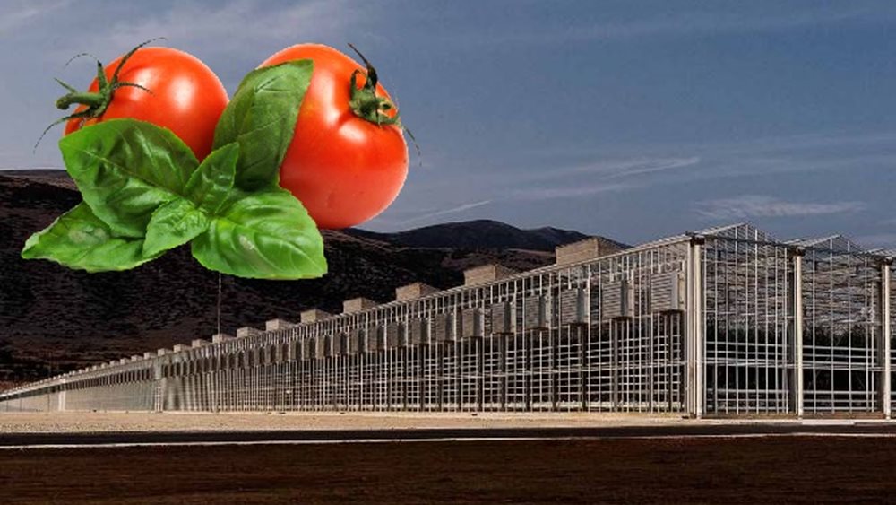 Νέα επιστροφή κεφαλαίου από τη Wonderplant