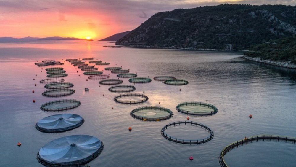 Περσεύς: Άσκησε το δικαίωμα εξαγοράς η Andromeda Seafood