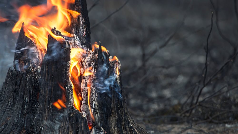 Αρχίζει στις ΗΠΑ η εκπαίδευση των πρώτων Ελλήνων δασοκομάντος - Θα λειτουργούν με αμερικανικά πρότυπα