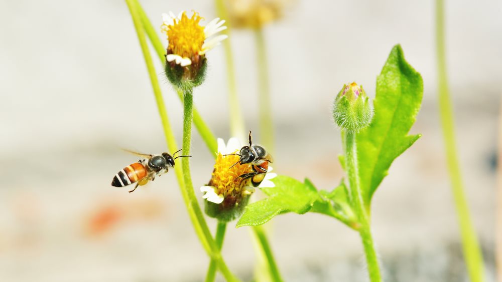 ΕΕ: Στήριξη του τομέα μελισσοκομίας με 120 εκατ. ευρώ την επόμενη τριετία