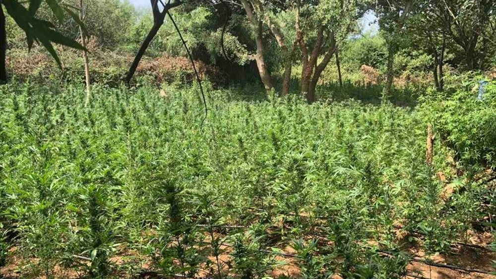 Καβάλα: Φυτεία δενδρυλλίων κάνναβης εντοπίστηκε σε δασική περιοχή - Τρεις συλλήψεις