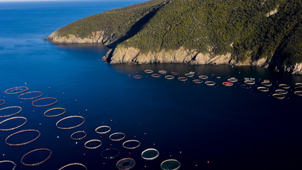 Greek fish farming: Record sales in 2021