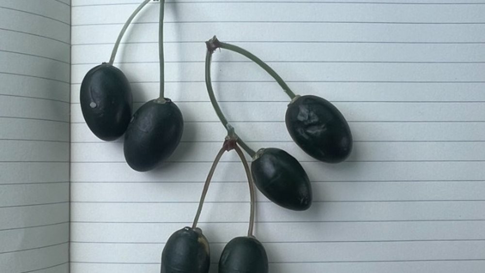 'Smart' olives on trees: Using GPS technology to track olive theft on Crete