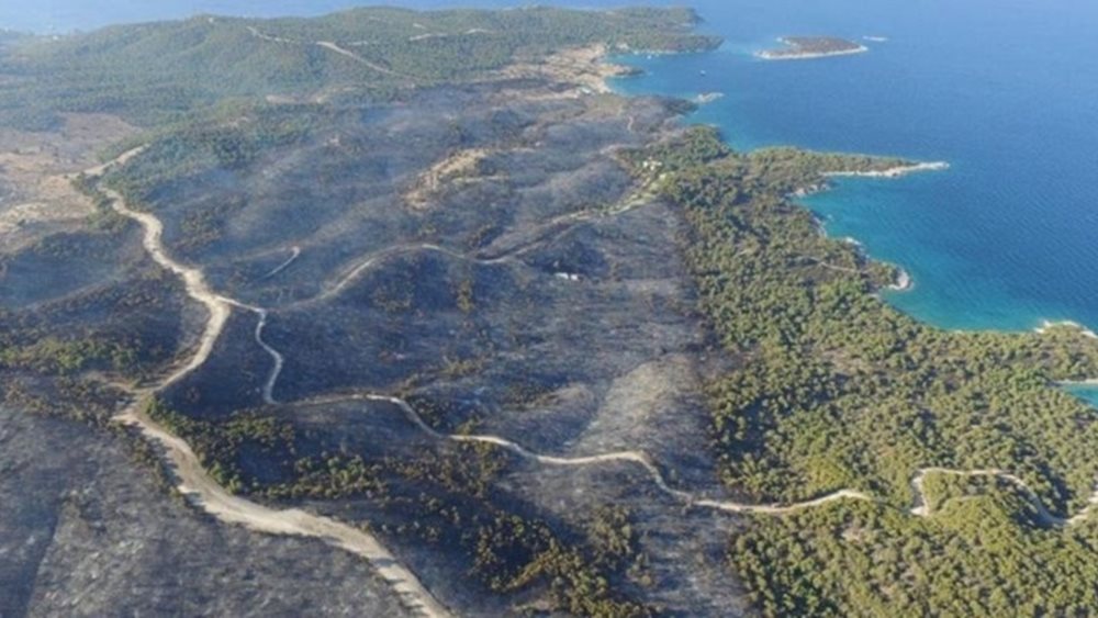 Πουλάνε καμένο δάσος στην Αργολίδα που έχει χαρακτηριστεί αναδασωτέο