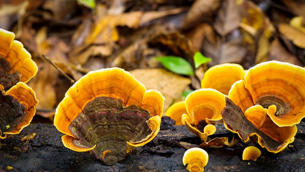 Πώς από τα άγρια μανιτάρια μπορεί να προκληθεί ηπατική ανεπάρκεια - Γιατί πρέπει να είμαστε πολύ προσεκτικοί