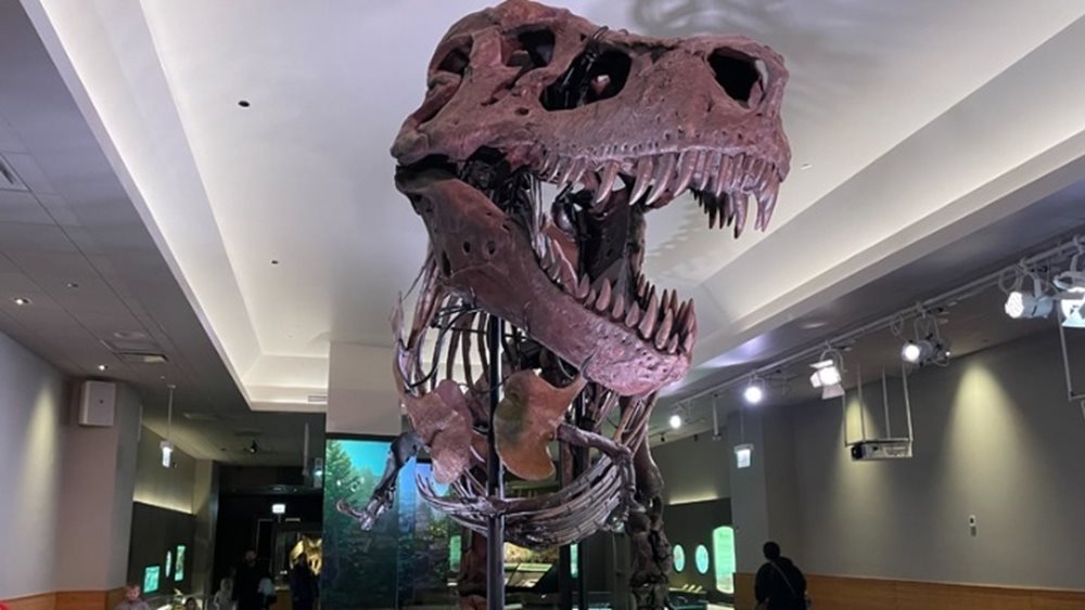 Ελβετία: 5,6 εκατ. ευρώ για σκελετό Τυραννόσαυρου Ρεξ σε δημοπρασία