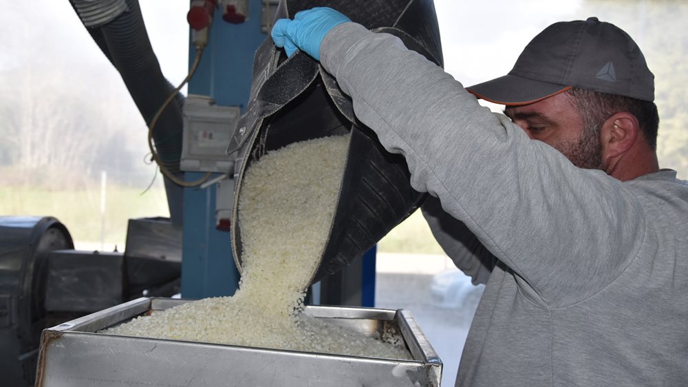 Πολύτιμα για τη Χίο τα "δάκρυα" του μαστιχόδεντρου