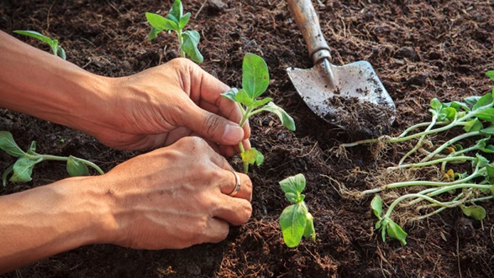 Πτωτικές παραμένουν οι προβλέψεις για την παραγωγή σιτηρών