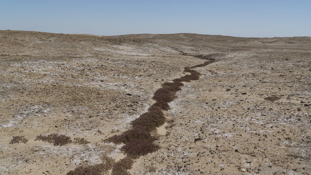 USA: Drought revealed dinosaur tracks in Texas river bed