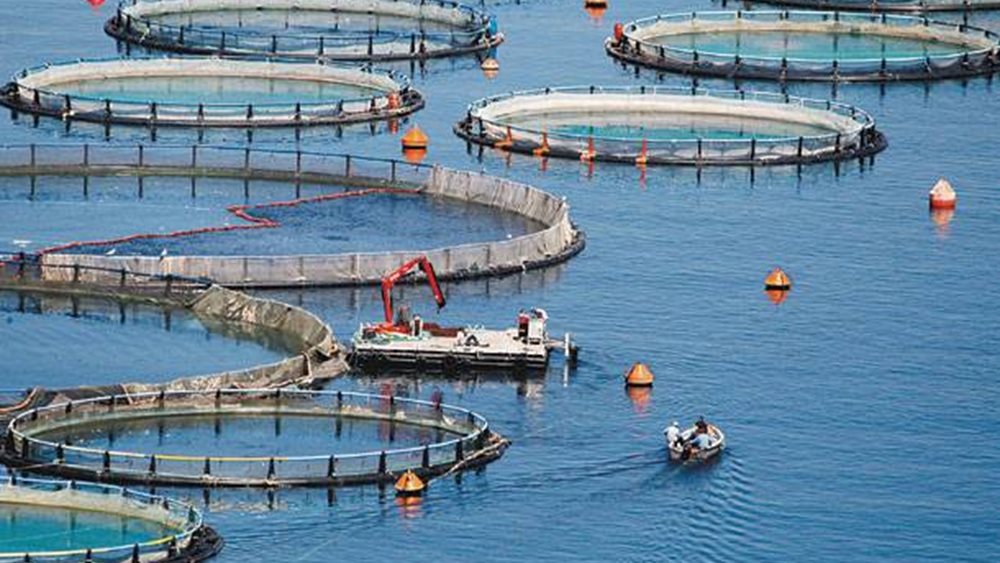Περισσότεροι από 15 οι μνηστήρες για Νηρέα – Σελόντα