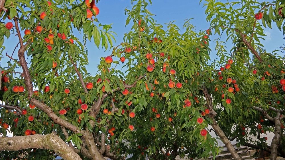Θεσσαλονίκη: Έντονο ενδιαφέρον για δηλώσεις εκτάσεων με παραμορφωμένα ροδάκινα και νεκταρίνια
