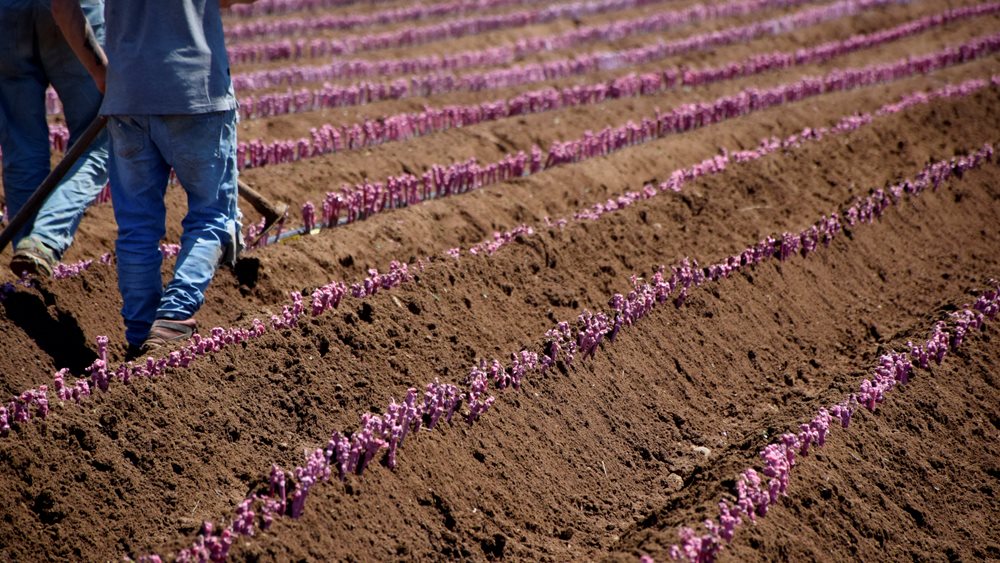 Αυξήθηκε κατά 40 εκατ. ευρώ το Ταμείο Μικρών Δανείων Αγροτικής Επιχειρηματικότητας