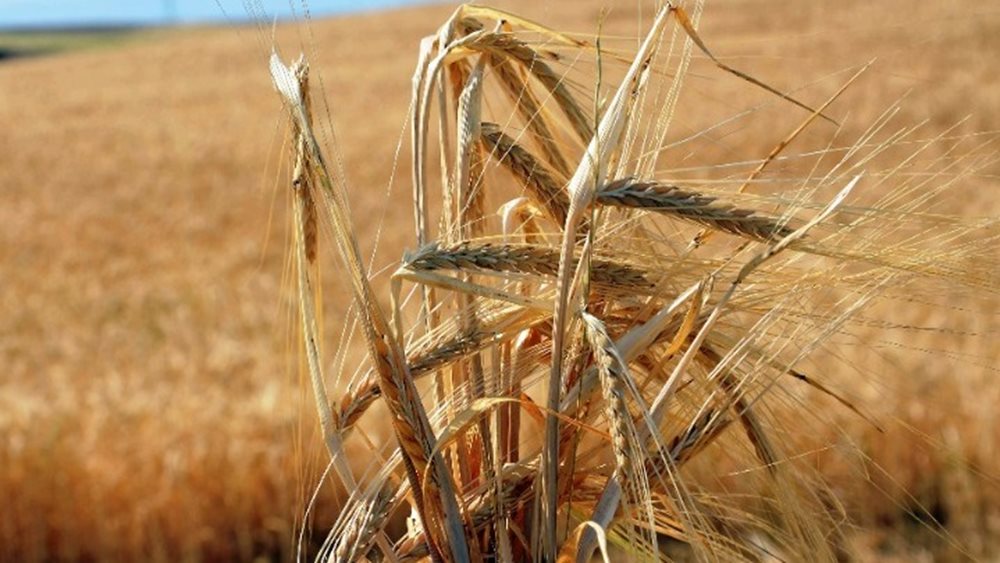 Russia: The grain harvest in Crimea is at record levels