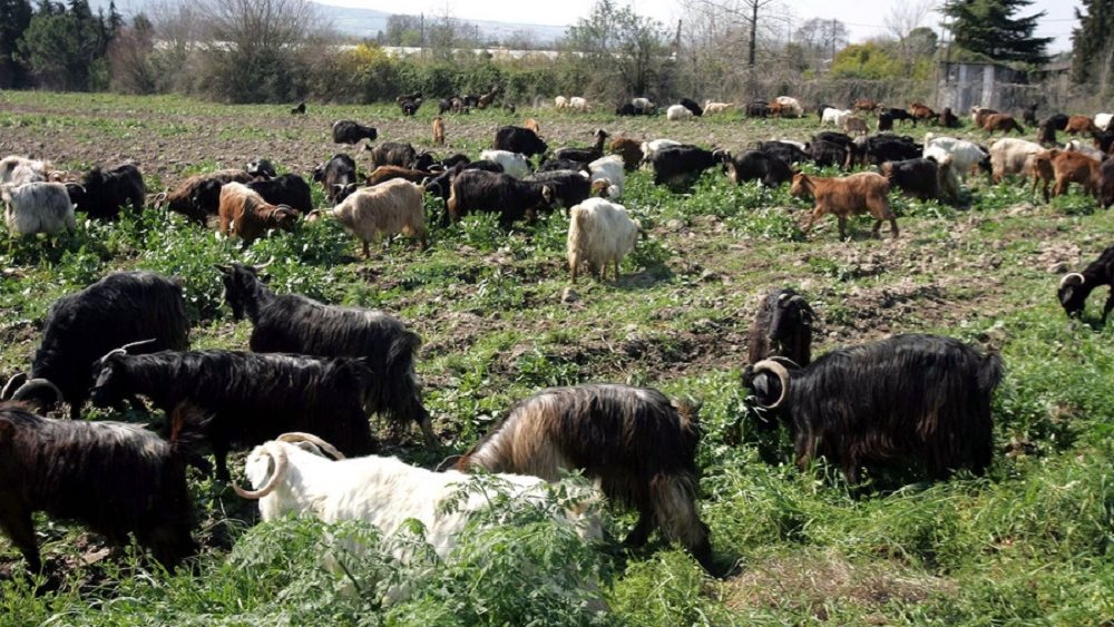 Αναβαθμίζονται τα μέτρα κατά της πανώλης μικρών Μηρυκαστικών