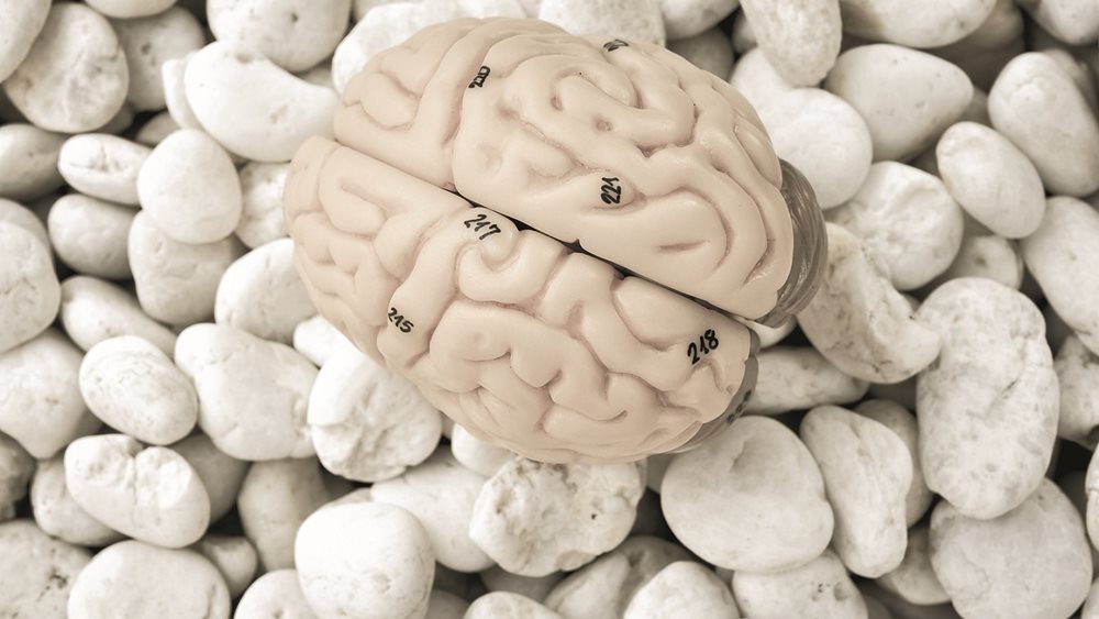 Οι ορμόνες του φύλου είναι και ορμόνες του εγκεφάλου