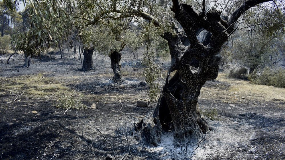 Πέντε κοινότητες του νομού Κορινθίας στις πρόνοιες του νόμου για τις αποζημιώσεις από τις πυρκαγιές του 2021