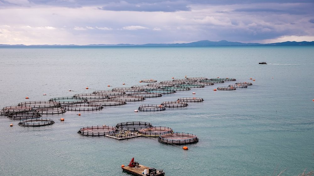 Fish farming: The resilience of companies in the industry is intensively tested for the 3rd consecutive year