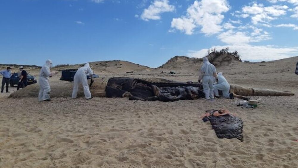 Ισραήλ: Τεράστια οικολογική καταστροφή από πετρελαιοκηλίδα στις ακτές της χώρας