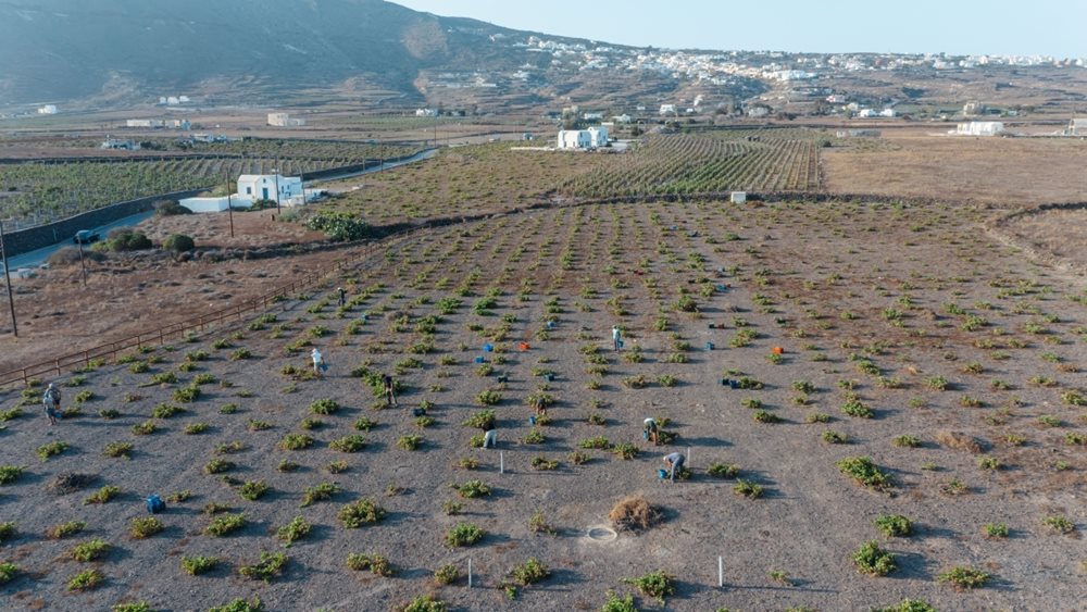 Η ΚΥΡ-ΓΙΑΝΝΗ εξαγοράζει το Κτήμα Σιγάλα