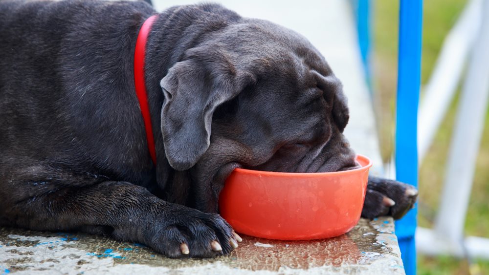 Θερμοπληξία σκύλου και γάτας: Πρόληψη και συμπτώματα