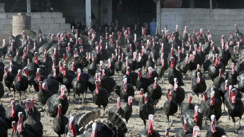 Βουλγαρία: Ξέσπασμα της γρίπης των πτηνών σε ορνιθοτροφείο