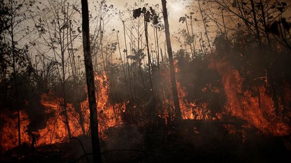 Brazil: 15-year record for fires in the Amazon