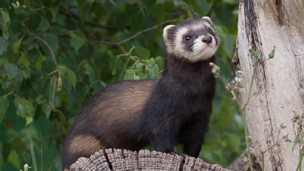 Η Ρωσία αναπτύσσει εμβόλιο κατά του κορονοϊού για κατοικίδια και βιζόν