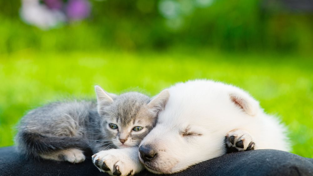 Οι φόλες σε ζώα θα τιμωρούνται με κάθειρξη έως 10 χρόνια