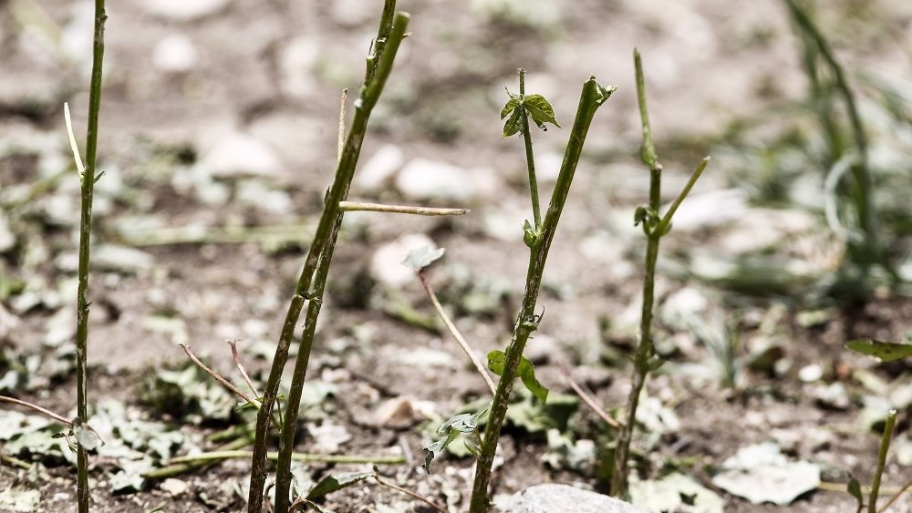 Έδεσσα: Ολική καταστροφή και ζημιές σε πάνω από 50.000 στρέμματα από το χαλάζι